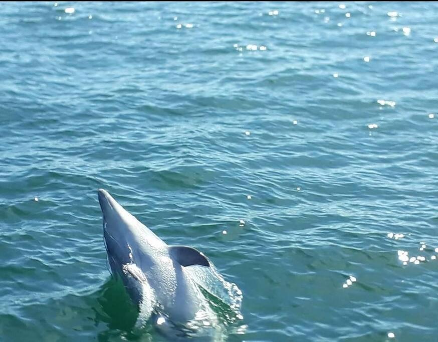 La Trinité-Surzur Entre Golfe Et Oceanヴィラ エクステリア 写真